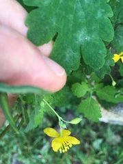 Chelidonium majus