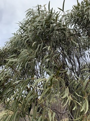 Santalum acuminatum