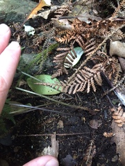 Parapolystichum microsorum pentangulare