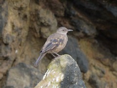 Cinclodes taczanowskii