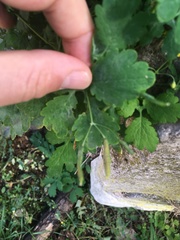 Chelidonium majus
