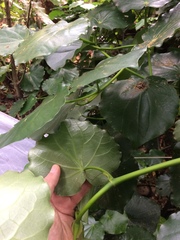 Piper excelsum peltatum