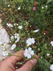 Caryophyllaceae