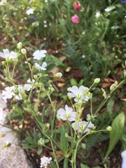 Caryophyllaceae