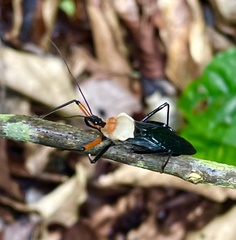 Rhynocoris nitidulus