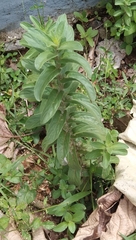 Andrographis echioides