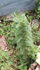 Andrographis echioides