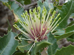 Banksia ilicifolia