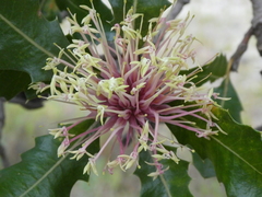 Banksia ilicifolia