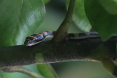 Chrysopelea pelias