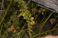 Dodonaea crucifolia