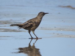 Cinclodes taczanowskii