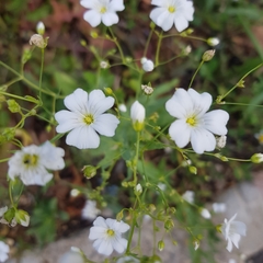 Caryophyllaceae