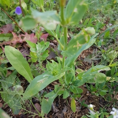 Caryophyllaceae