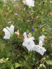 Echium plantagineum