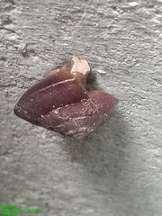 Quantula striata