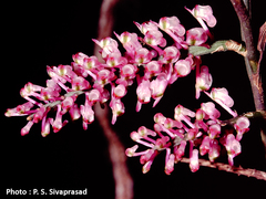 Cleisostomopsis roseus