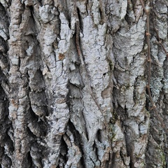 Lecanora nothocaesiella