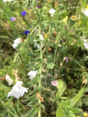Echium plantagineum