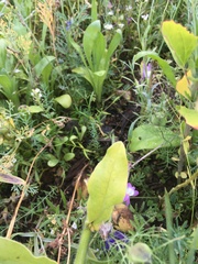 Echium plantagineum