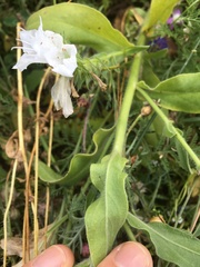 Echium plantagineum