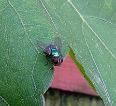 Lucilia sericata