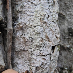 Lecanora nothocaesiella