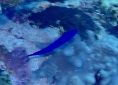 Pseudochromis fridmani