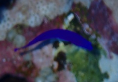 Pseudochromis fridmani