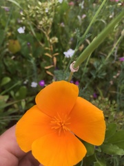 Eschscholzia californica