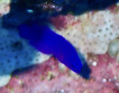 Pseudochromis fridmani