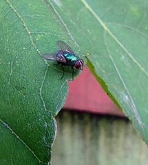 Lucilia sericata