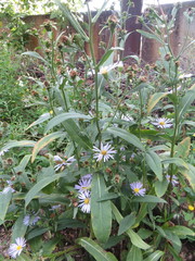 Symphyotrichum × salignum