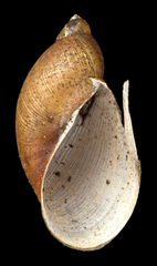 Pseudosuccinea columella