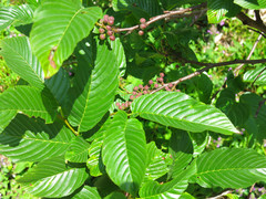 Rhamnus fallax