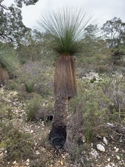 Xanthorrhoea acanthostachya
