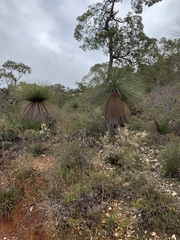 Xanthorrhoea acanthostachya