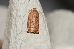 Archips oporana