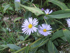 Symphyotrichum × salignum