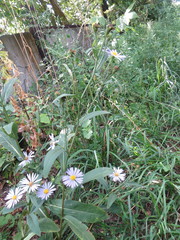 Symphyotrichum × salignum