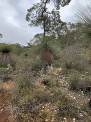 Xanthorrhoea acanthostachya