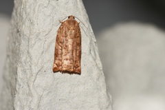 Archips oporana