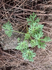 Trachymene coerulea