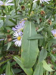 Symphyotrichum × salignum