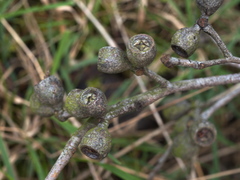 Eucalyptus ovata