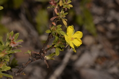 Hibbertia acuminata