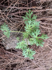 Trachymene coerulea