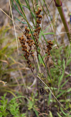 Veronica austriaca jacquinii