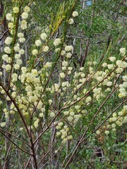 Acacia quadrilateralis
