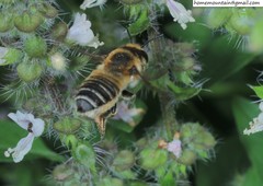 Megachile maritima